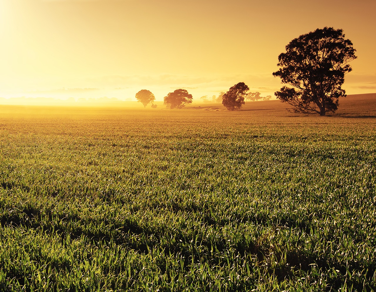 Field